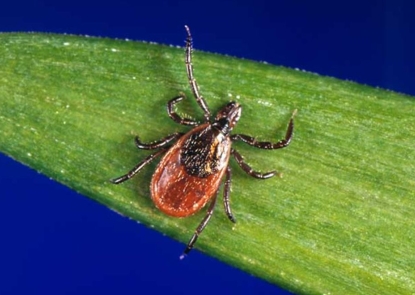 Ixodes Scapularis photograph depicts a dorsal view of a female black-legged tick, Ixodes scapularis, which is often found on a wide range of hosts, including mammals, birds, and reptiles. I. scapularis is known to transmit Borrelia burgdorferi bacteria, to humans and animals during feeding, which is the organism responsible for causing Lyme disease.